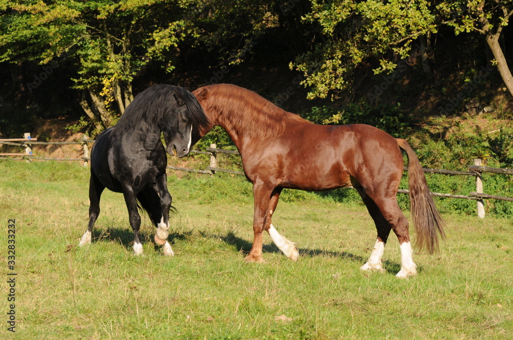 Fototapeta premium Spielende Ponyhengste