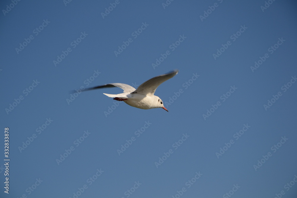 close-up of seagull in flight on blue sky background close-up of seagull in flight on blue sky background