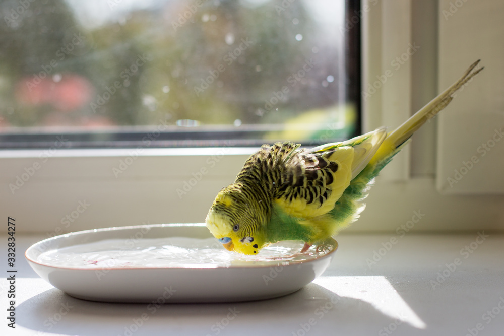 bathing of a budgie