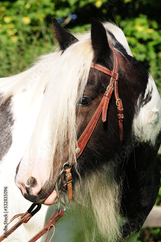 Porträt Tinker Pony