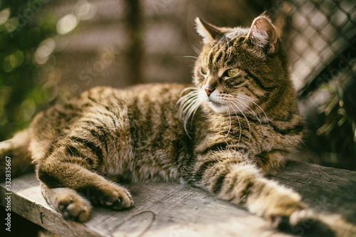 portrait of a tabby cat © aleksa3136