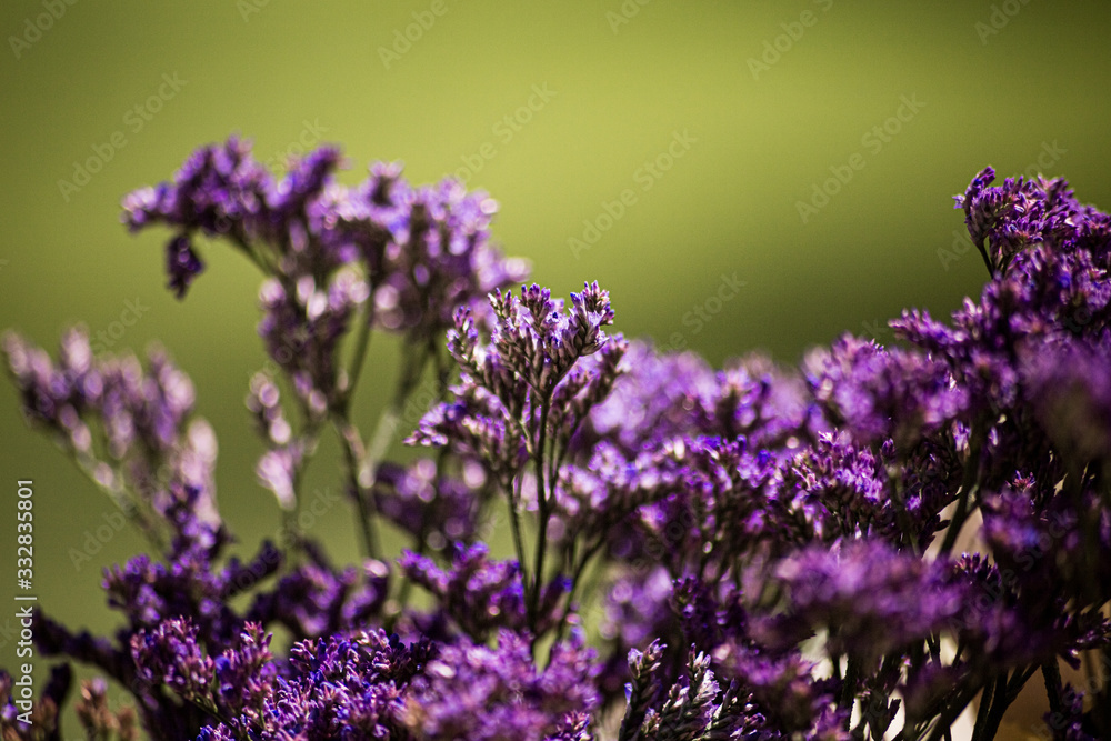 Obraz premium flor morada