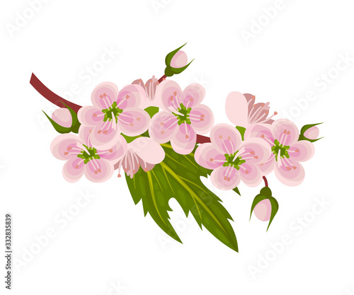 Hawthorn Blossoming Floral Branch with Pink Flowers Vector Illustration
