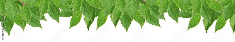 cherry tree leaves stripe isolated on white cherry tree leaves stripe isolated on white