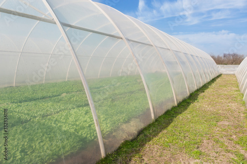 large greenhouse element, close-up shot, green sprouts of early vegetables are visible through transparent polyethylene