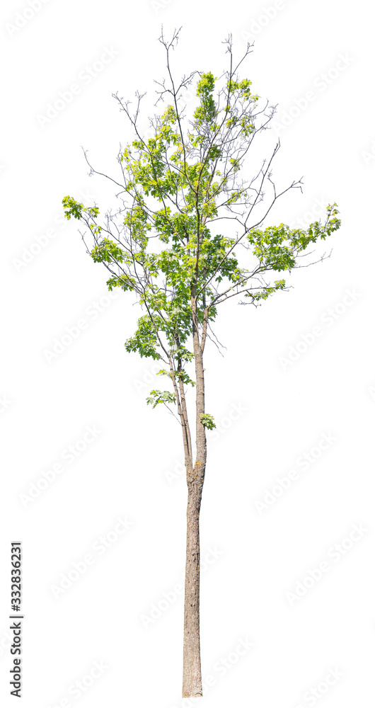 Obraz premium green summer maple with partly bare branches
