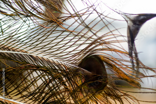 Details of peacock feather