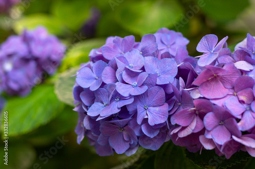 hydrangea