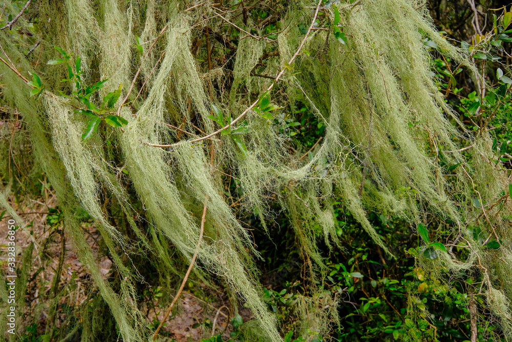 Beard lichen growing on trees in the forest, Lagoa do Peixe National Park, Rio Grande Do Sul, Brazil Beard lichen growing on trees in the forest, Lagoa do Peixe National Park, Rio Grande Do Sul, Brazil