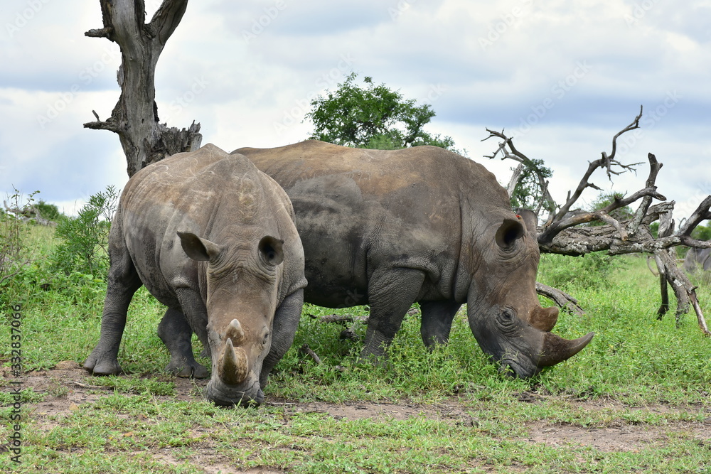 Fototapeta premium White rhinoceros in Hluhluhwe Imfolozi game reserve in South Africa