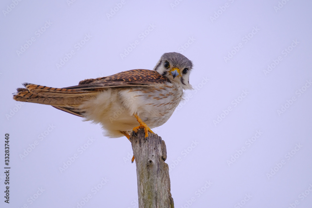 Female Common Kestrel, Falco Tinnunculus, Santa Teresa National Park, Punta Del Diablo, Rocha, Uruguay Female Common Kestrel, Falco Tinnunculus, Santa Teresa National Park, Punta Del Diablo, Rocha, Uruguay