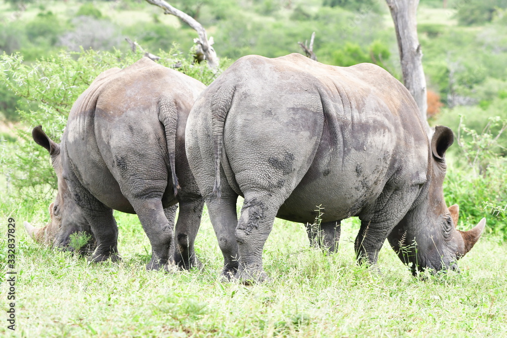 White rhinoceros in Hluhluhwe Imfolozi game reserve in South Africa