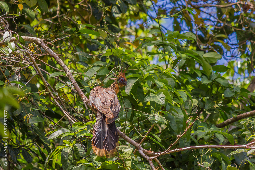 The hoatzin (Opisthocomus hoazin), is a species of tropical bird found in swamps, riparian forests, and mangroves of the Amazon and the Orinoco basins in South America. The hoatzin (Opisthocomus hoazin), is a species of tropical bird found in swamps, riparian forests, and mangroves of the Amazon and the Orinoco basins in South America.