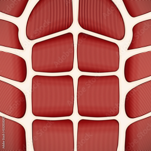 Background of human abdominal muscles. Healthy life style. Vector Illustration.