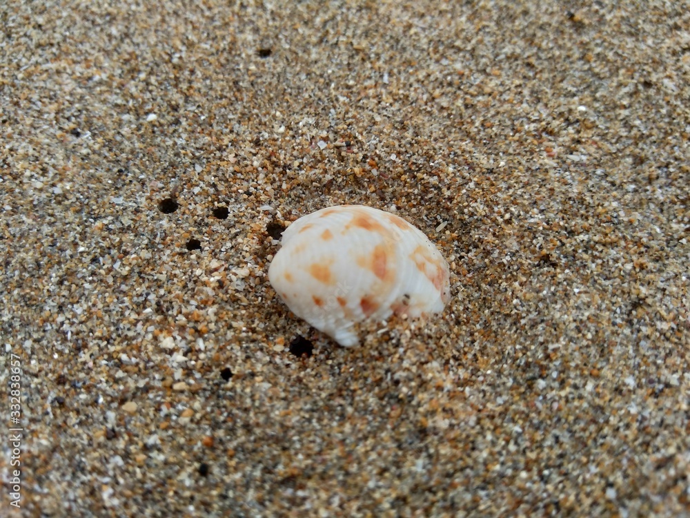 Shell on the sand. Suitable for frameworks, quotes and other projects. Shell on the sand. Suitable for frameworks, quotes and other projects.