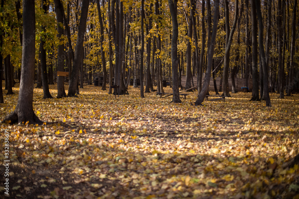 autumn forest autumn forest