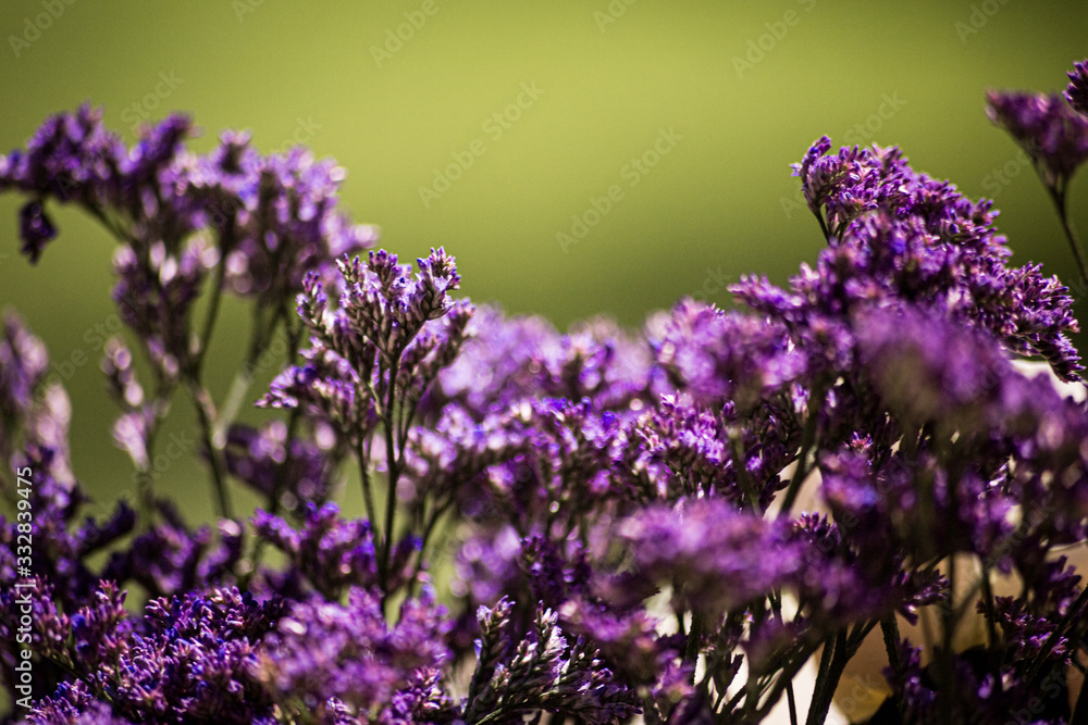 Obraz premium flor morada