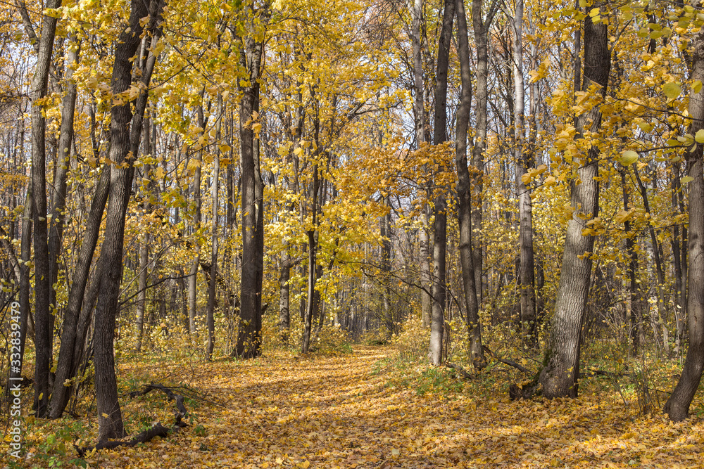 Fototapeta premium autumn forest