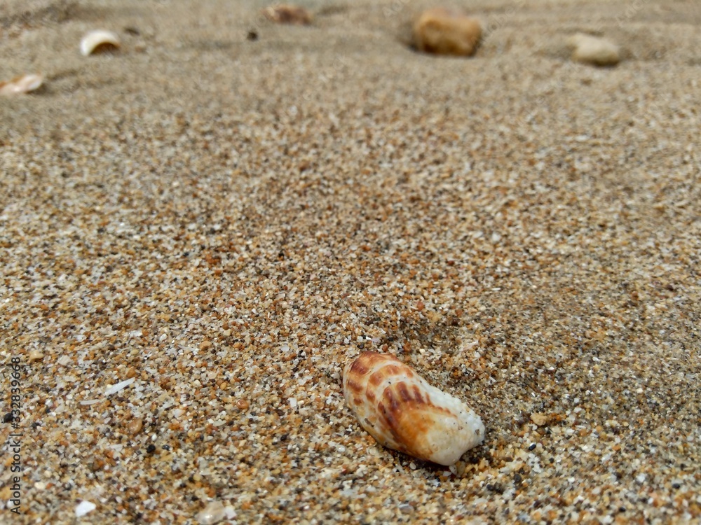 Shell on the sand. Suitable for frameworks, quotes and other projects. Shell on the sand. Suitable for frameworks, quotes and other projects.