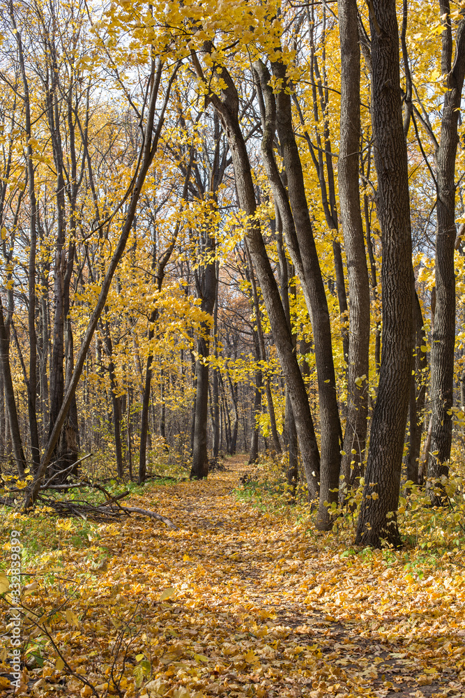 Obraz premium autumn forest