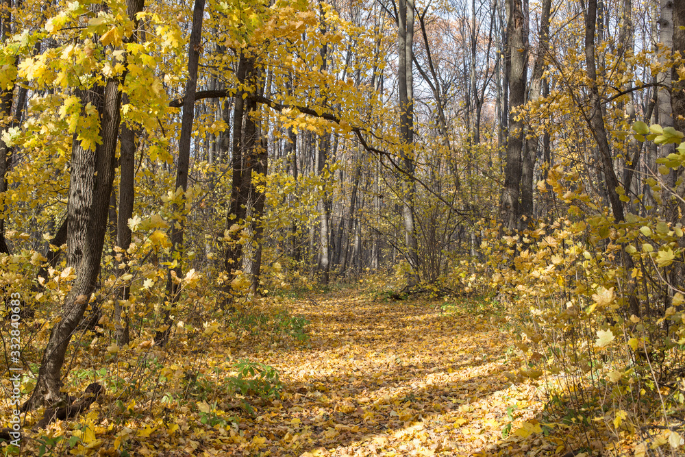 Fototapeta premium autumn forest