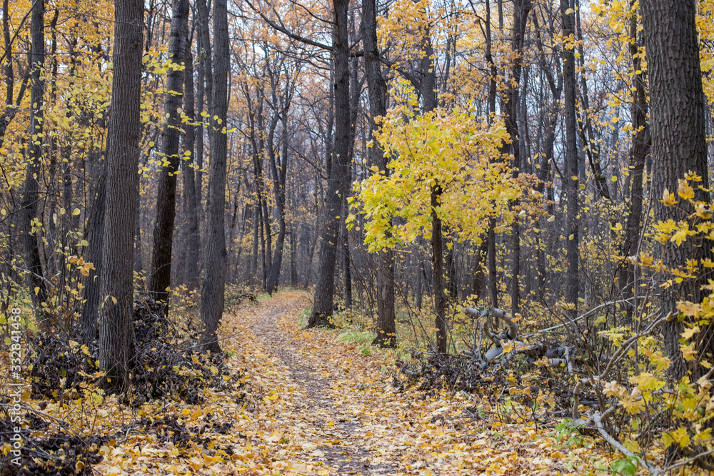autumn forest autumn forest