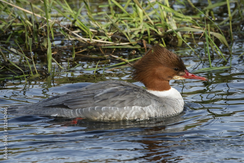 A female Goosander, Mergus merganser, swimming on a river. It has been diving down under the water catching fish.