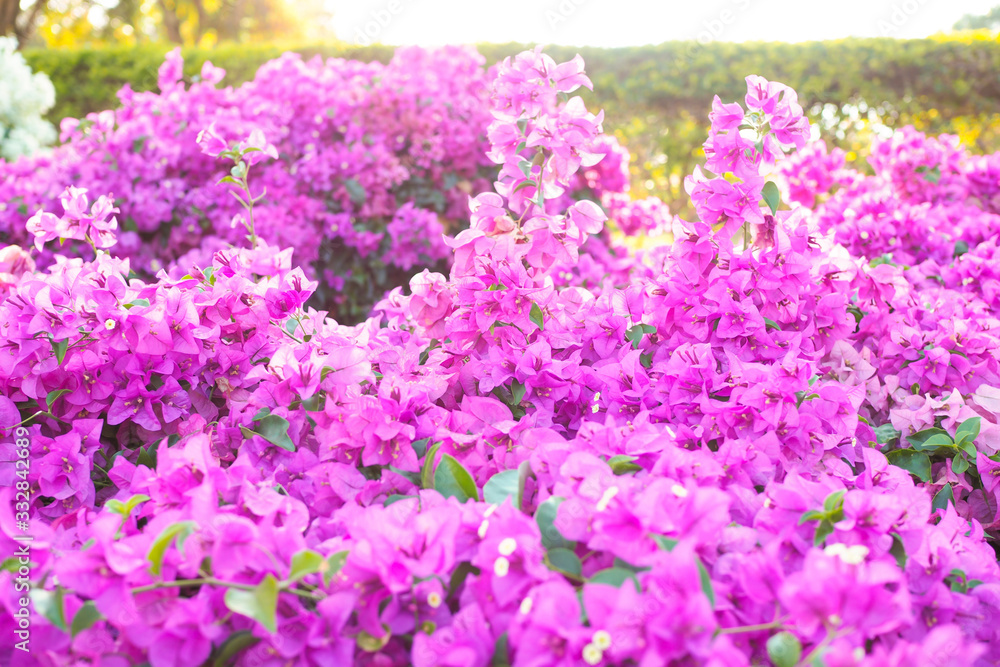 Flowering bougainvillea in flower garden with sunlight for background