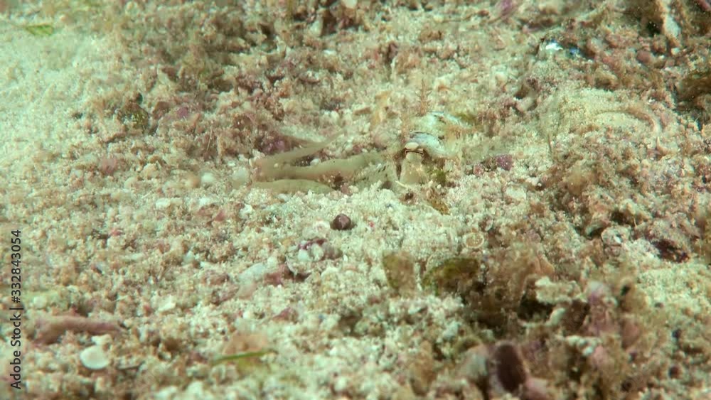 Small octopus close up. Small octopus walks and hides at the bottom of the sea Small octopus close up. Small octopus walks and hides at the bottom of the sea