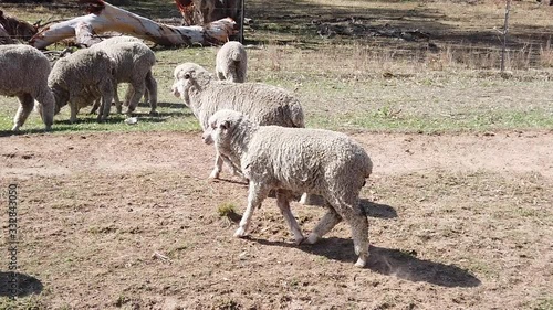 Australia Sheep on Road