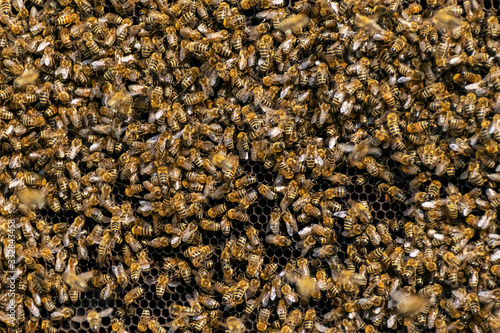 A swarm of bees works on honeycombs in an apiary. Bee honeycombs with bees and honey..