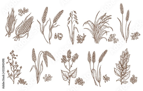 Cereal grain and plant isolated sketches of agriculture harvest and food vector design. Seeds of wheat, oat, barley and corn, rice, buckwheat, rye, quinoa and sorghum with ears, maize kernels and husk