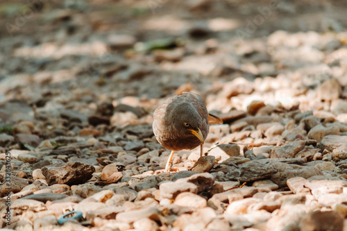 Large grey babbler bird on the land at Polo forest in Gujarat, India photo