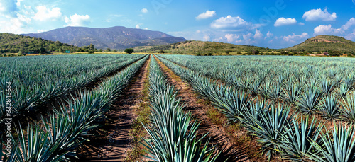 Mexico/Guanajuato, Irapuato