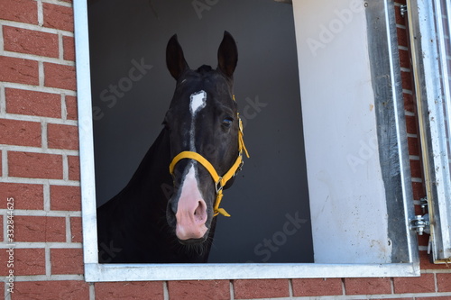 horse