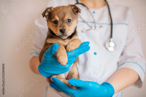 the vet in blue gloves holds a brown puppy. veterinary clinic, puppy disease