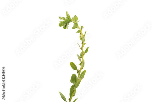 spinach isolated on a white background. curl.