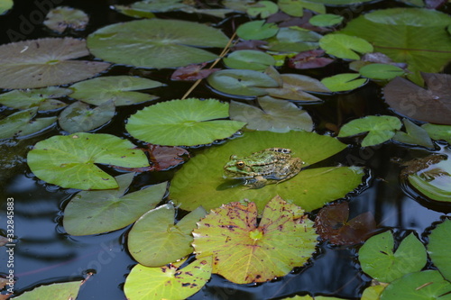 Fotografia Green frog sits in water on a sheet of water lily