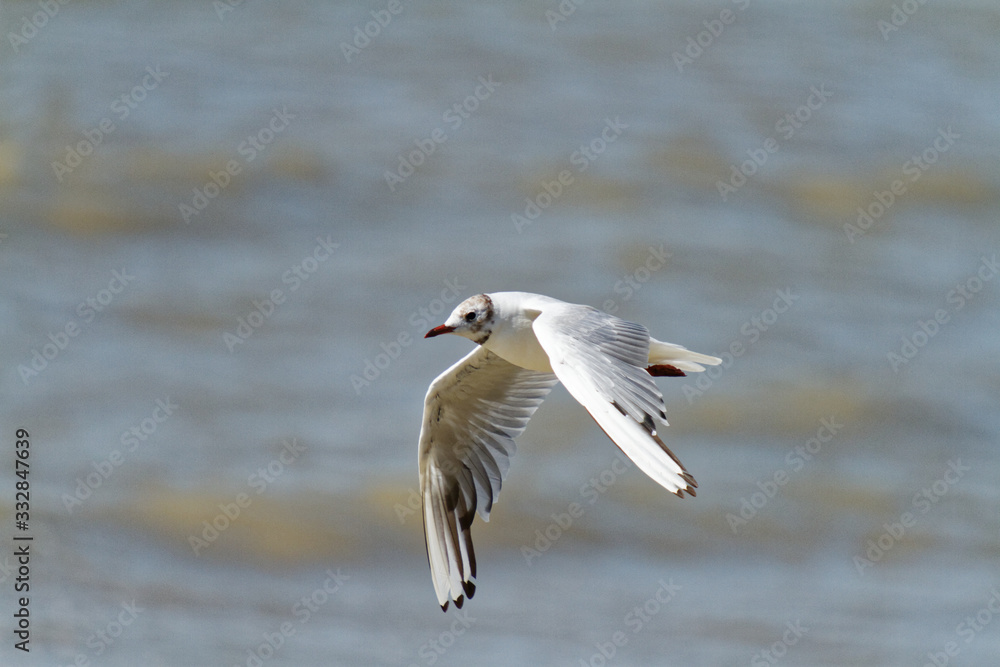 mouette mouette
