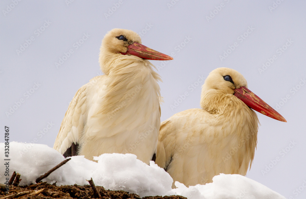 Fototapeta premium Storks when winter sets in in Romania