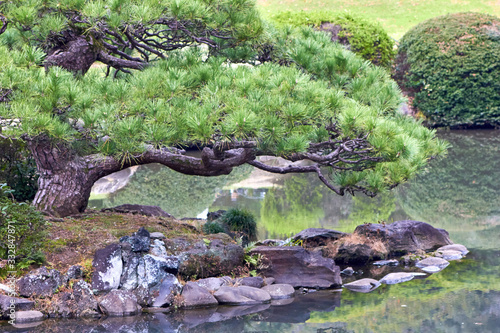 Pine tree with a look like a bonsai in the garden