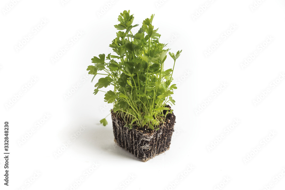 green celery green celery