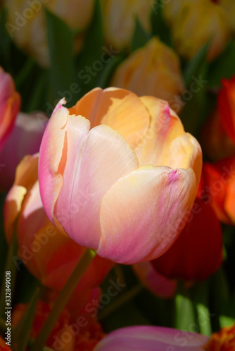 beautiful tender macro tulip flower orange and pink colors type 