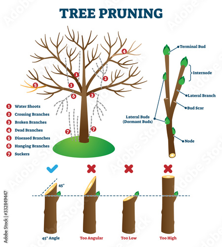 Tree pruning vector illustration. Labeled educational plant shaping scheme