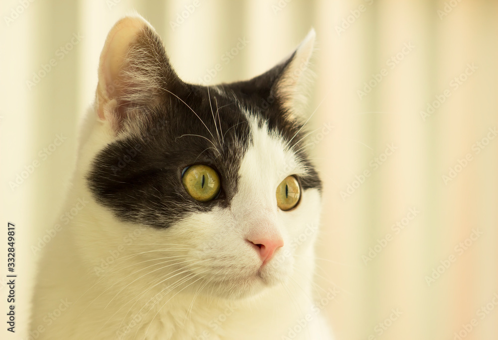 Young white cat with black spot on face. Close-up portrait Young white cat with black spot on face. Close-up portrait