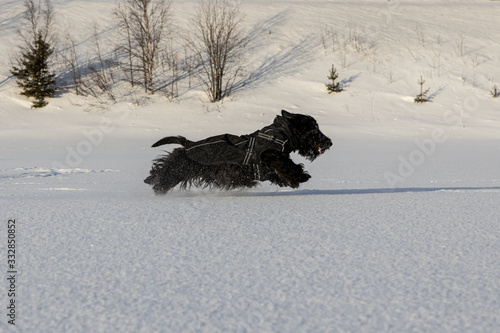 young dog Scottish Terrier runs in winter on the snow in winter clothes