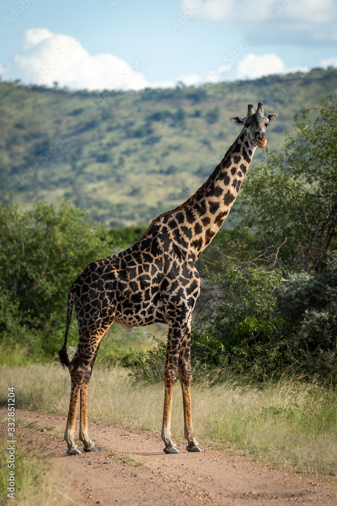 Masai giraffe stands on track eyeing camera Masai giraffe stands on track eyeing camera