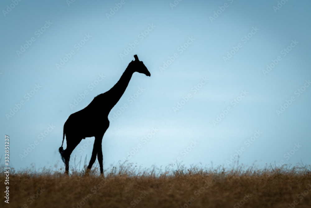 Masai giraffe walks in silhouette on horizon Masai giraffe walks in silhouette on horizon