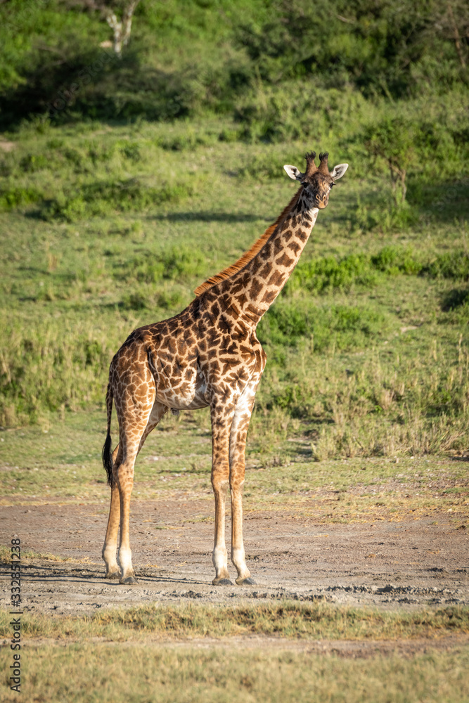 Fototapeta premium Masai giraffe stands watching camera in sunshine