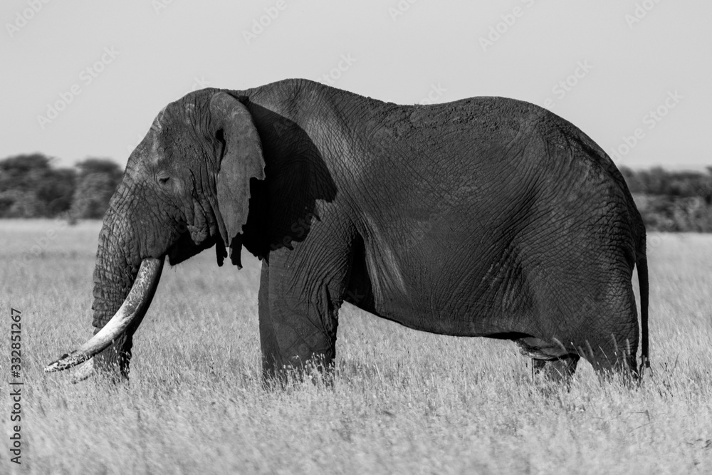 Fototapeta premium Mono African bush elephant stands in profile